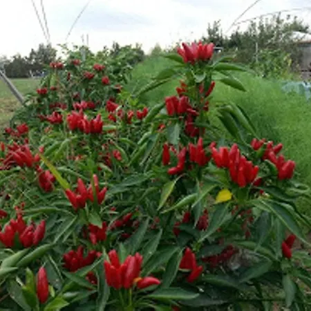 Cascina Del Peso * Leinì