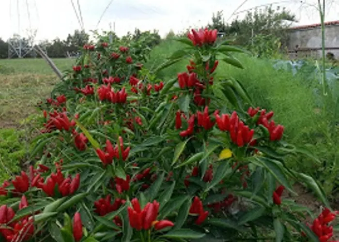 Cascina Del Peso * レイニー